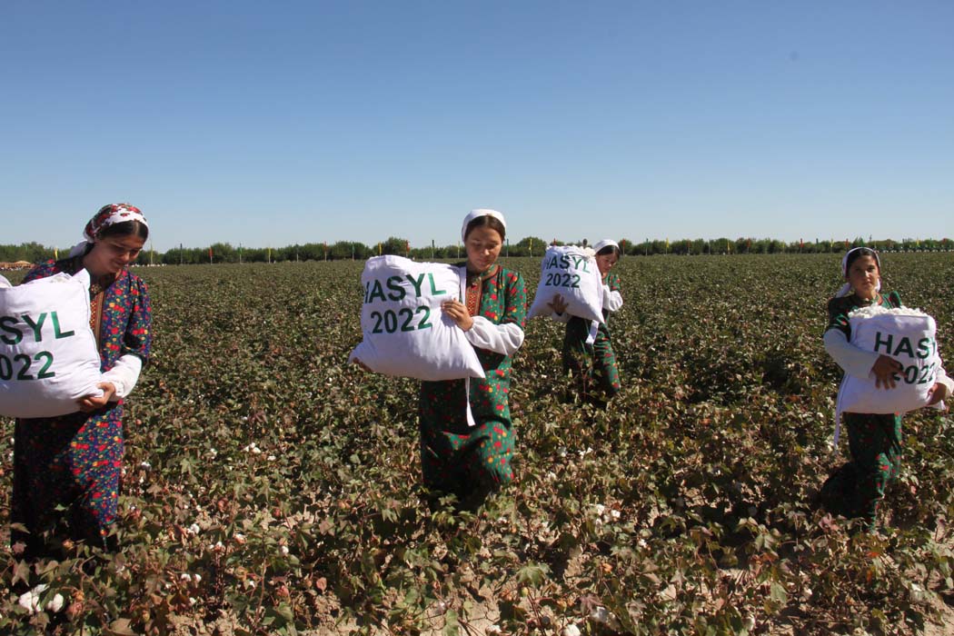 Cotton harvesting campaign starts in Dashoguz velayat